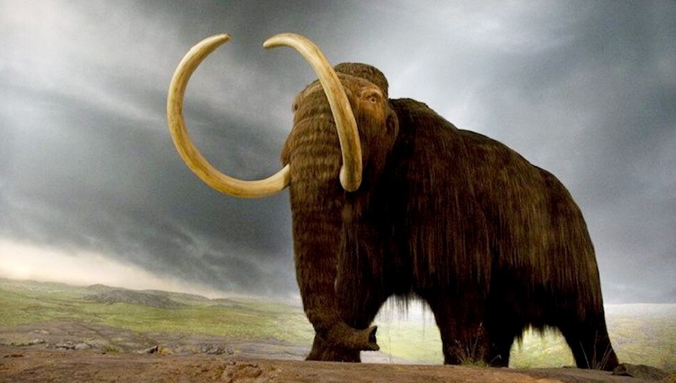 10 bin yıl önce yok olan yünlü mamutlar yeniden doğacak