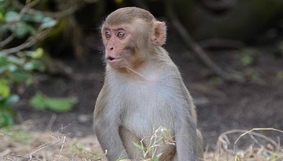 Ufak bir adada yaşayan erkek maymunların dişilerden çok birbiriyle çiftleştiği keşfedildi