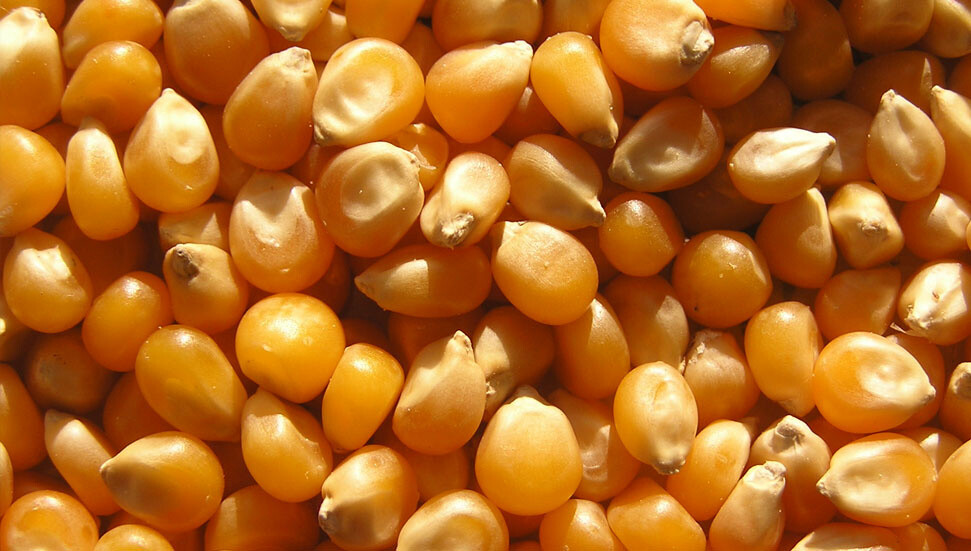 Uzmanlardan patlamış mısır önerisi