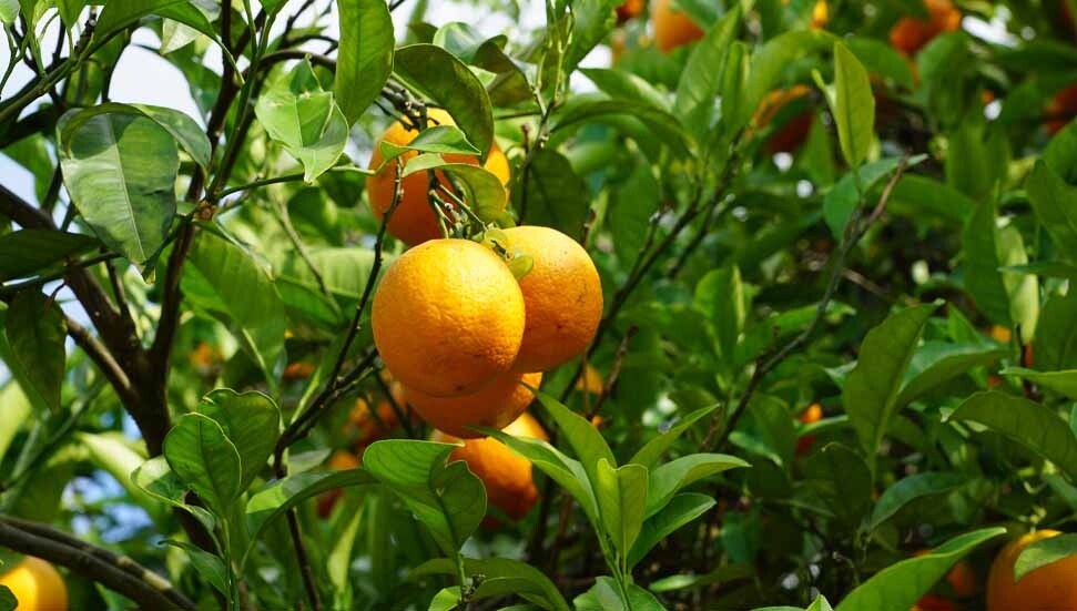 Narenciye İhracatçı Birlikleri: Narenciyede yine sıkıntı