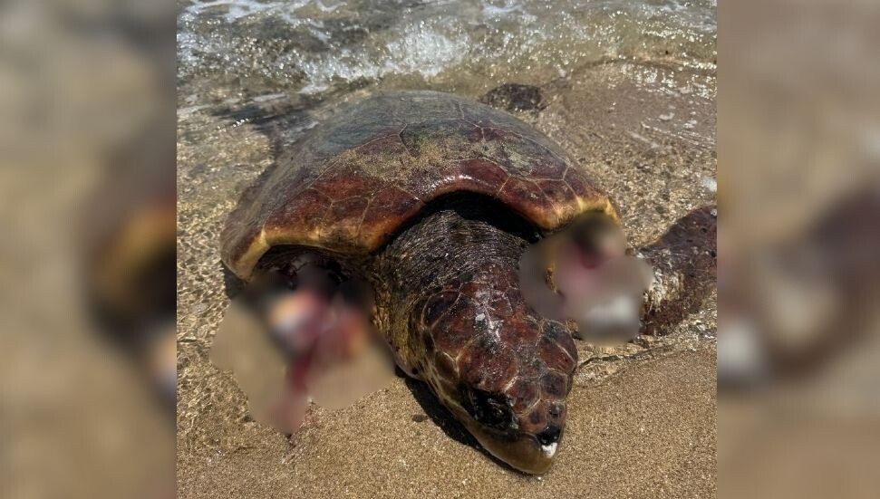 DAÜ'den uyarı: Başıboş köpekler deniz kaplumbağalarını tehdit ediyor