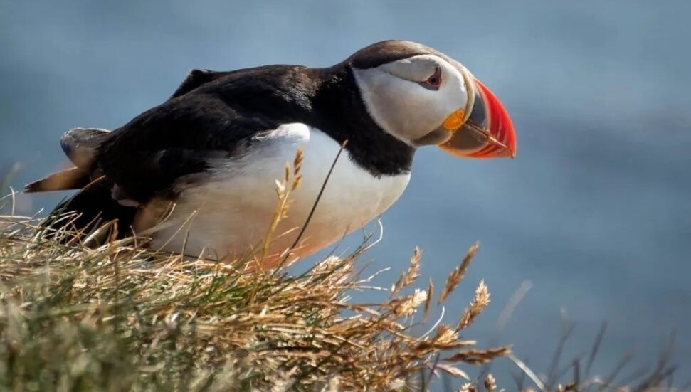 Kıbrıs'ta ilk kez deniz papağanı görüldü: Kuş kısa bir süre sonra hayatını kaybetti