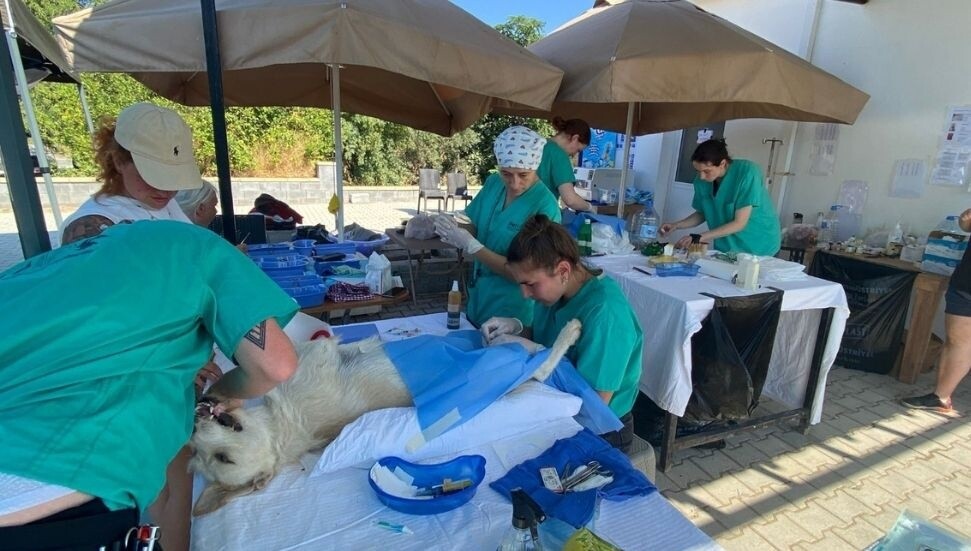 İskele Belediyesi ile NetAp, 177 sokak hayvanını kısırlaştırdı
