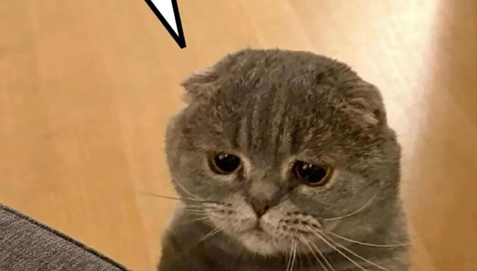 Belçika Başbakanlığı’nın kedisi Maximus, ülkesinde sosyal medyada en popüler 2'nci siyasi figür