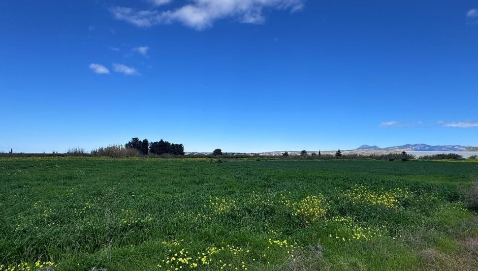 Tarım Bakanlığı, tüketilebilir yabani ot toplayanları uyardı