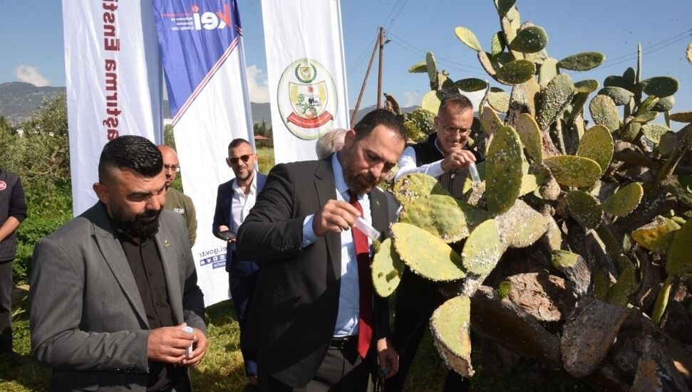 Babutsa zararlısına karşı ilk kez doğaya 250 avcı böcek salındı