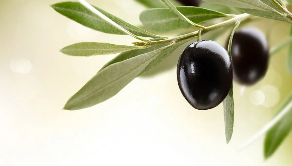Gazimağusa’da zeytin hasadı için tarihler açıklandı
