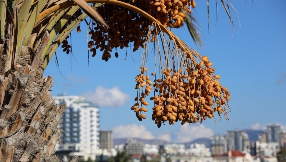 İskele'de hurma geleneği devam ediyor: 15 Kasım'da halka dağıtılacak