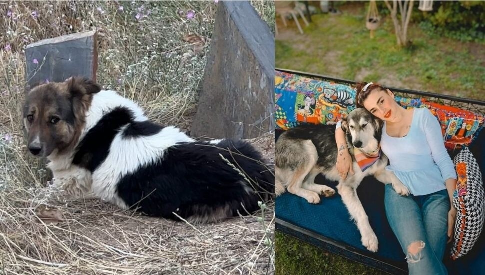 Ceylan Ertem, Hakkari’de sahibinin mezarından ayrılmayan köpeği sahiplendiğini açıkladı