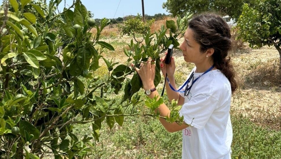 Tarımda zararlı böceğe karşı biyolojik ve kimyasal mücadele sürüyor