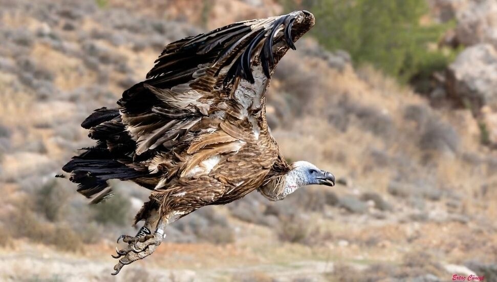 Rehabilite edilen genç Kızıl Akbaba, izolesiz elektrik direğinde yaşamını yitirdi