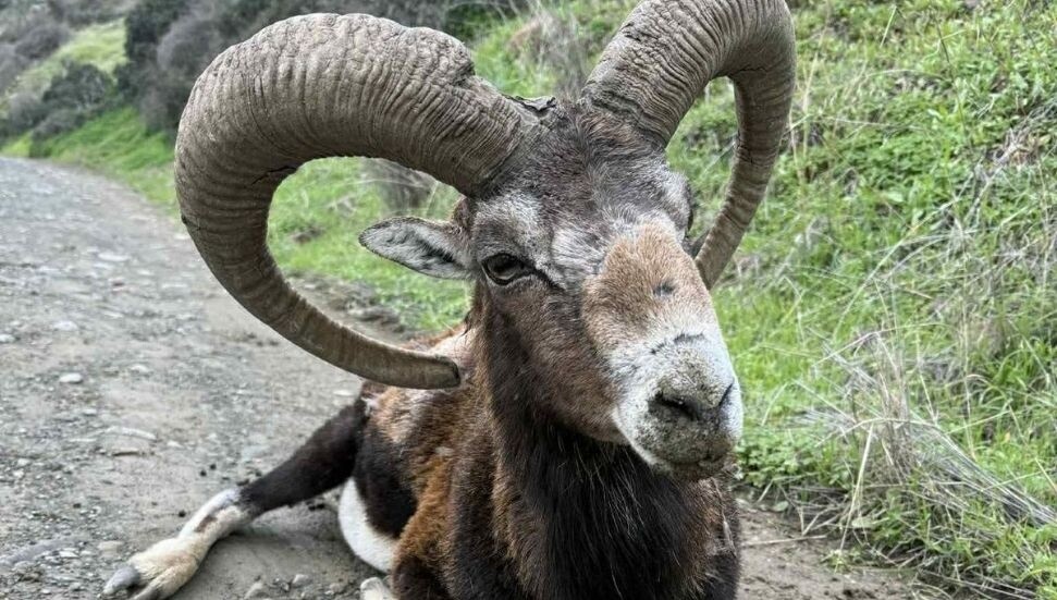 Taşkent Doğa Parkı'nın ilgilendiği yaşlı koç hayatını kaybetti: Yapılabilecek tek şey acı çekmesini önlemekti
