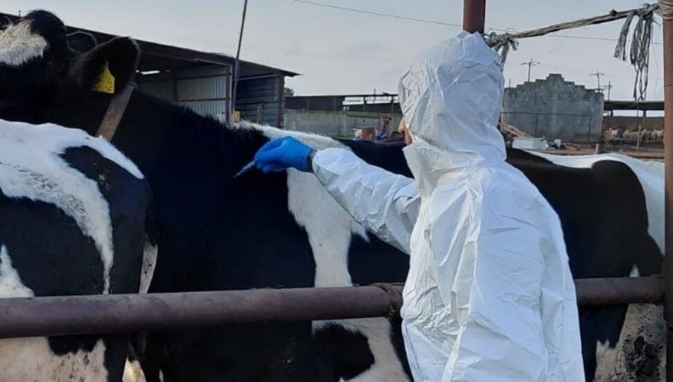 Güney Kıbrıs’a 10 bin doz şap aşısı teslim edildi