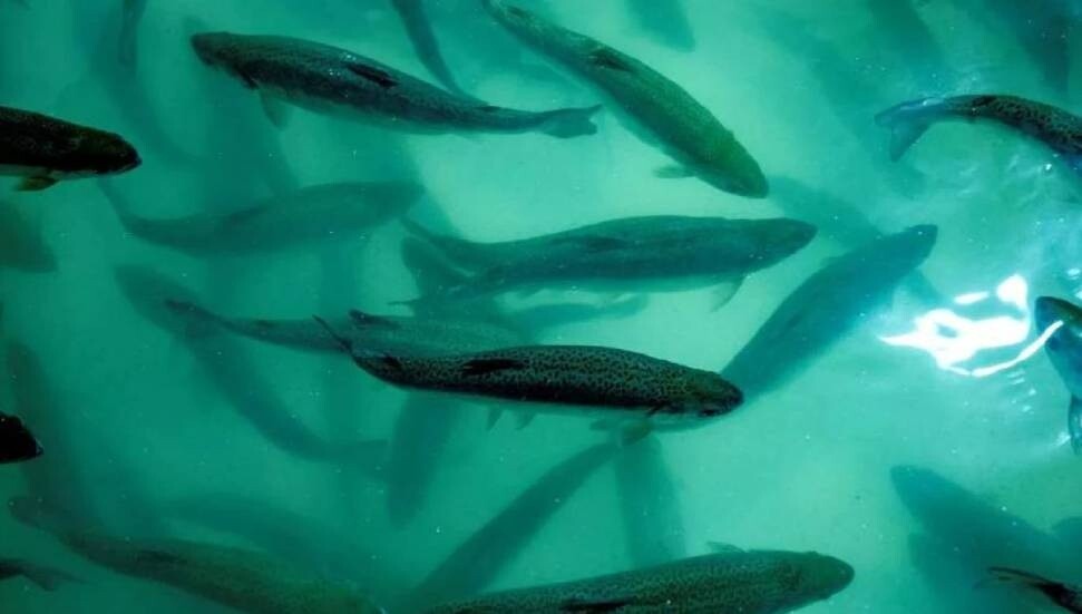 Norveç'te 27 bin somon balığı kaçtı, bulanlara ödül verilecek