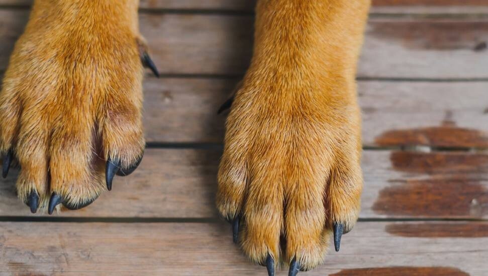 Girne Turizm Limanı’nda sahte evrakla üç köpeği, ülkeye sokmaya çalışan iki kişi tutuklandı