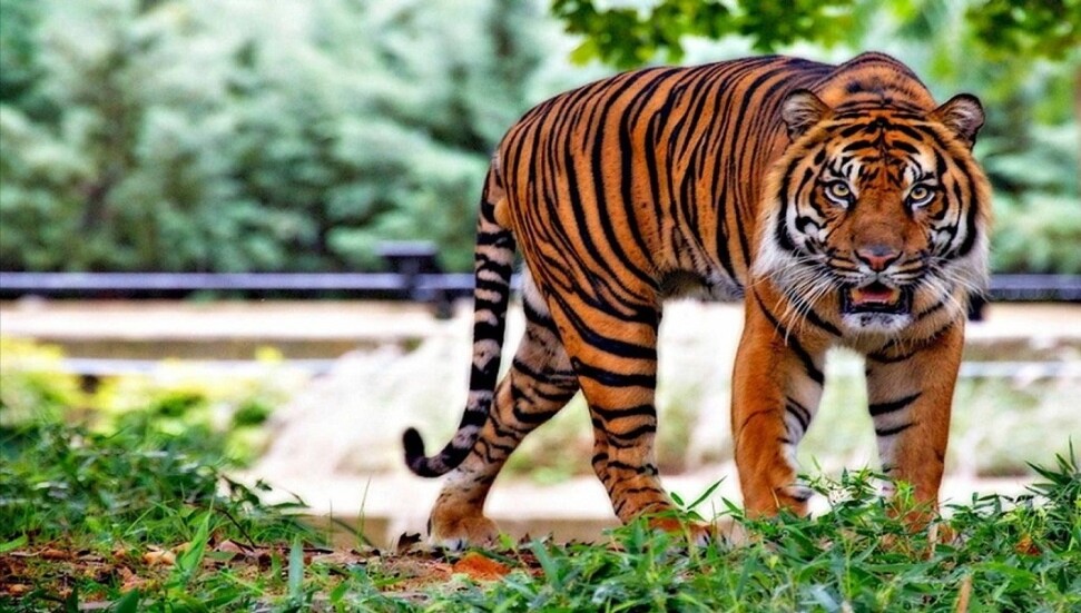 Tayland'ta 72 kaplan hastalıktan öldü, turistik parka soruşturma başlatıldı