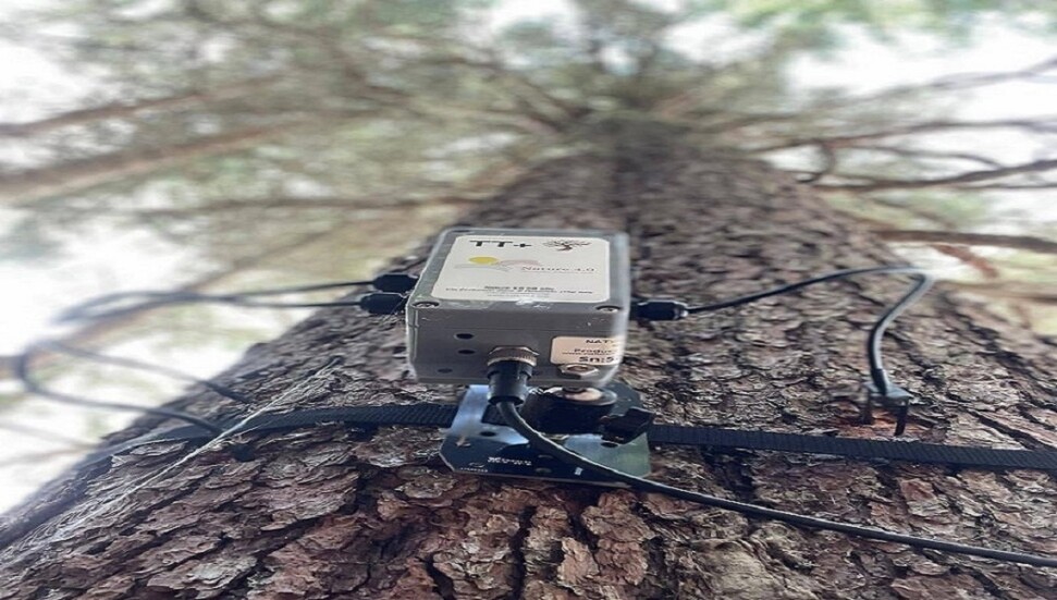 Ağaçların belirli durumlarda birbirleriyle konuştuğu bulundu