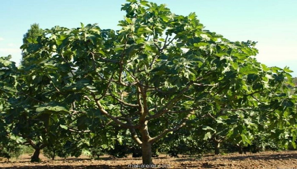 İncir ağacının karbondioksiti taşa çevirdiği ortaya çıktı