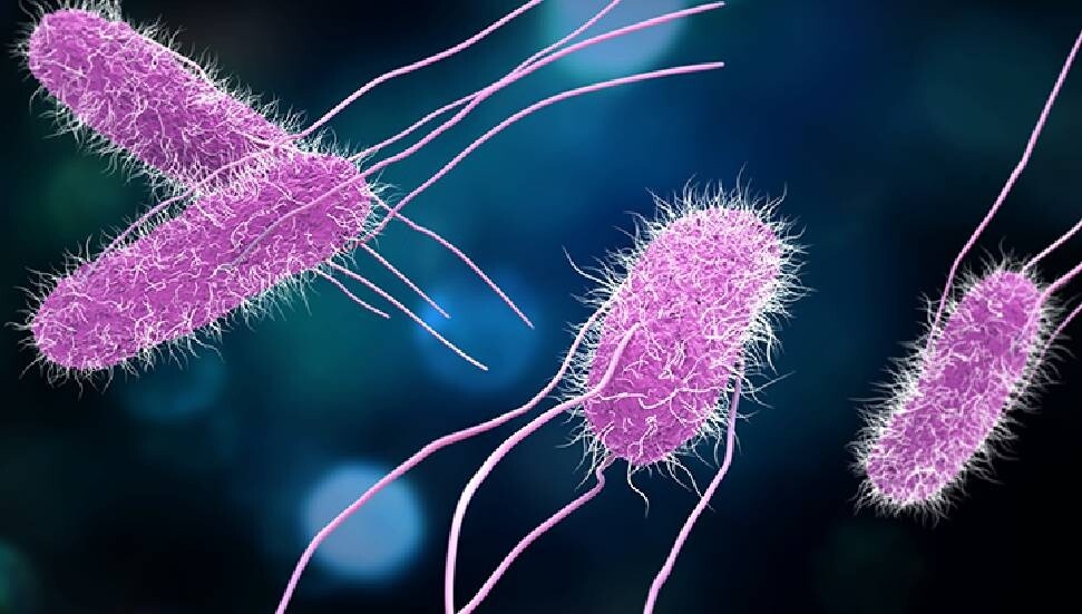 İngiltere’de salmonella vakaları son 10 yılın zirvesinde