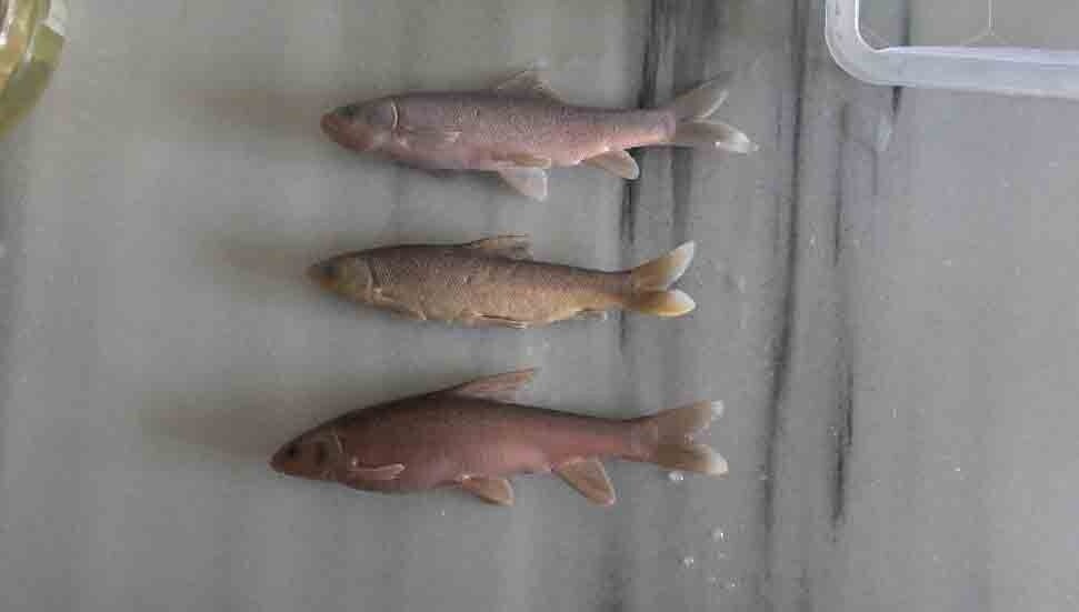 Türk akademisyenler 5 yeni sazan cinsi keşfetti