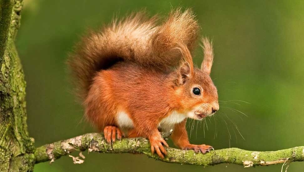 New York, sincap Peanut için 10 milyon dolar tazminat ödeyebilir