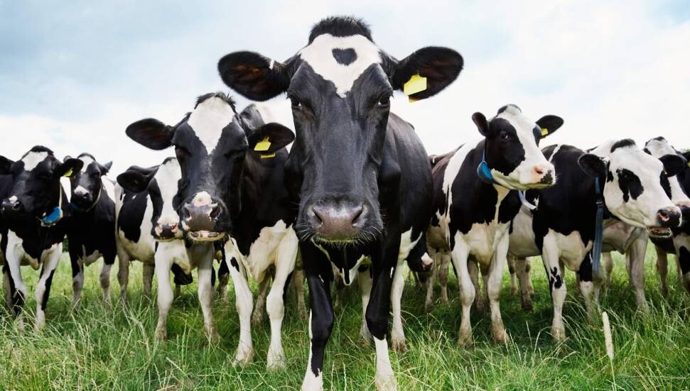 Rum Tarım Bakanlığı’ndan yerel cins sığır sayısını artırma çabası