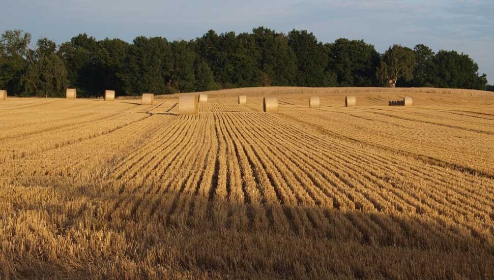 Genel Tarım Sigortası Fonu, don zararı gören 95 üreticiye 17,9 Milyon TL tazminat ödedi