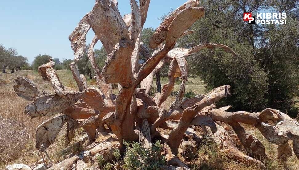 Babutsa üretimi alarm veriyor: Kaktüs koşnili zararlısı bitkileri kurutuyor!