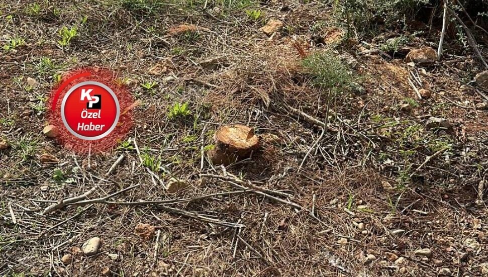 Ercan Poyraz: Beyaz Ev ve Gazimağusa’daki ağaçlar izinsiz kesildi!