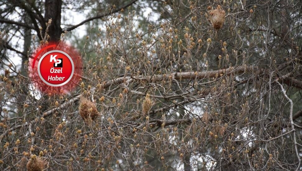 Feriha Tel: Orman arazilerinin yüzde 20’si kaybedilecek