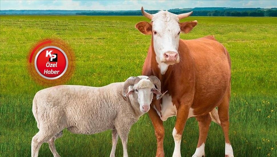 Kurban Bayramı geliyor: Canlı kuzu etinin kilosu 300 TL