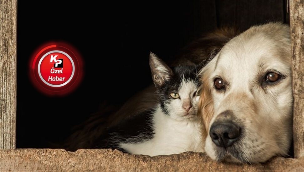 Hayvan Refahı Yasası, hayvanlarımızı yeterince koruyabiliyor mu?