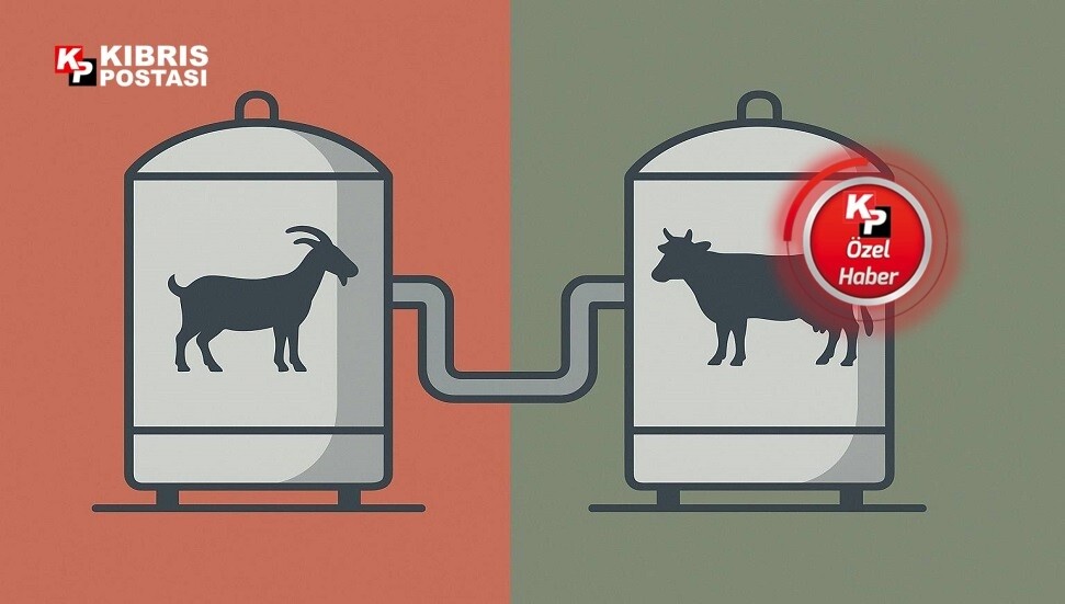 Hellimde küçükbaş sütü çıkışı: Güney 2029’u göremiyor, Kuzey’de de tablo aynı