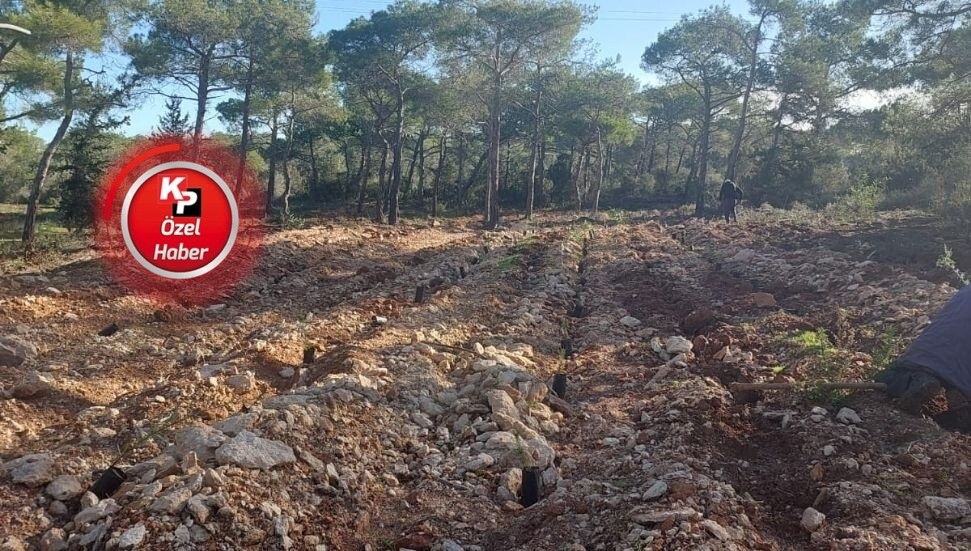 Yeşilköy’de tahrip edilen orman yeşillendiriliyor: Çalışmalar tahribat nedeniyle zorlukla ilerliyor!