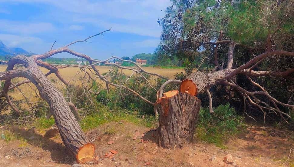 Hasan Sarpten: Orman Dairesi onayladı, devasa çam ağacı katledildi!
