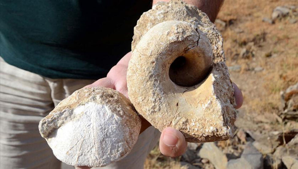 Muş'ta 35 milyon yıllık deniz canlısı fosilleri bulundu