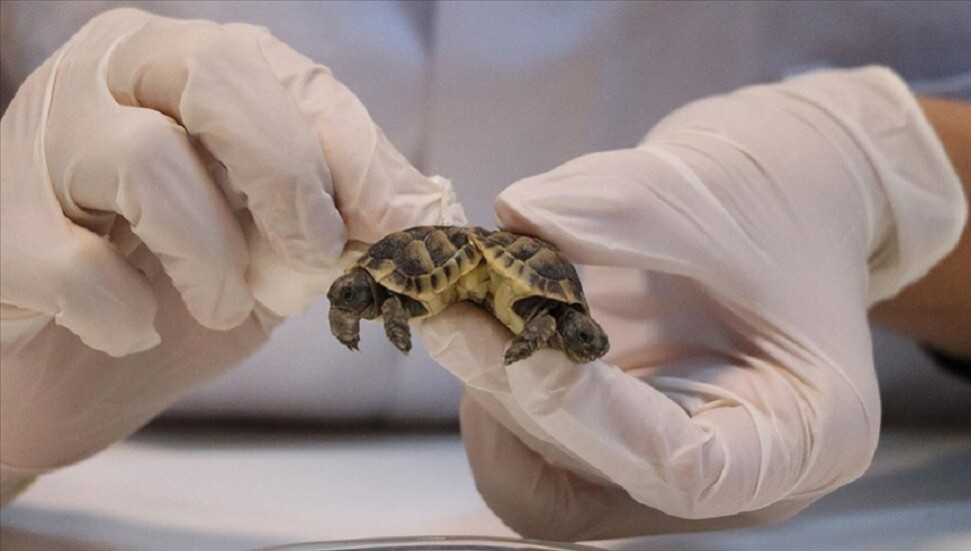 Pamukkale'de bulunan yapışık ikiz kaplumbağalar kış uykusuna hazırlanıyor