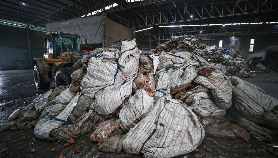 Bitki hastalığı tespit edilen patateslerin Mersin'de imhası devam ediyor