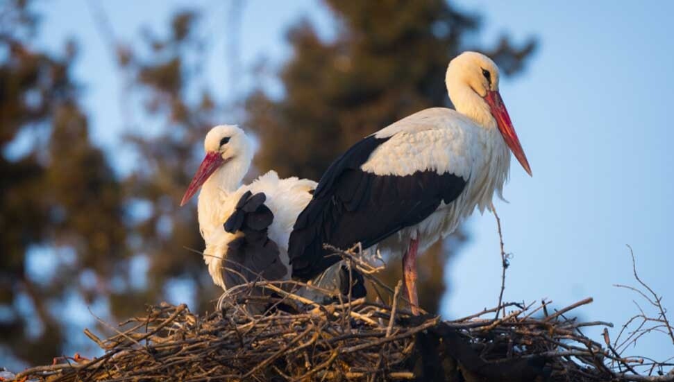 Yaren leylek eşine kavuştu