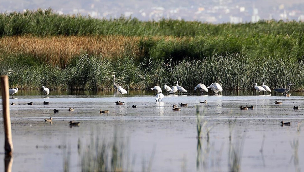 Ağrı Dağı'nın eteğinde yaşayan kaşıkçı kuşları görüntülendi