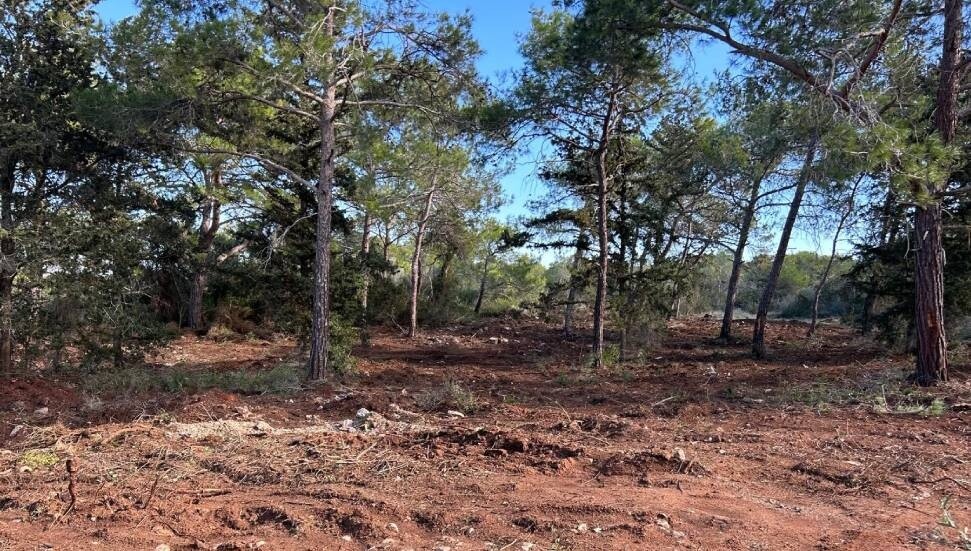 Yeşilköy’de "orman katliamı": Hükümet eliyle orman arazileri yok ediliyor!