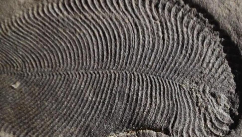 Hindistan'ın tarihini değiştiren 'en eski hayvan fosili', çürüyen bir arı kovanı çıktı