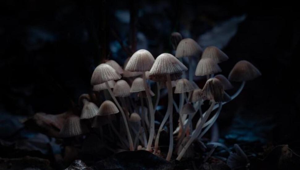 Yeni bilimsel araştırma, psikedelik maddelerin ruh sağlığına iyi gelebileceğini ortaya koydu
