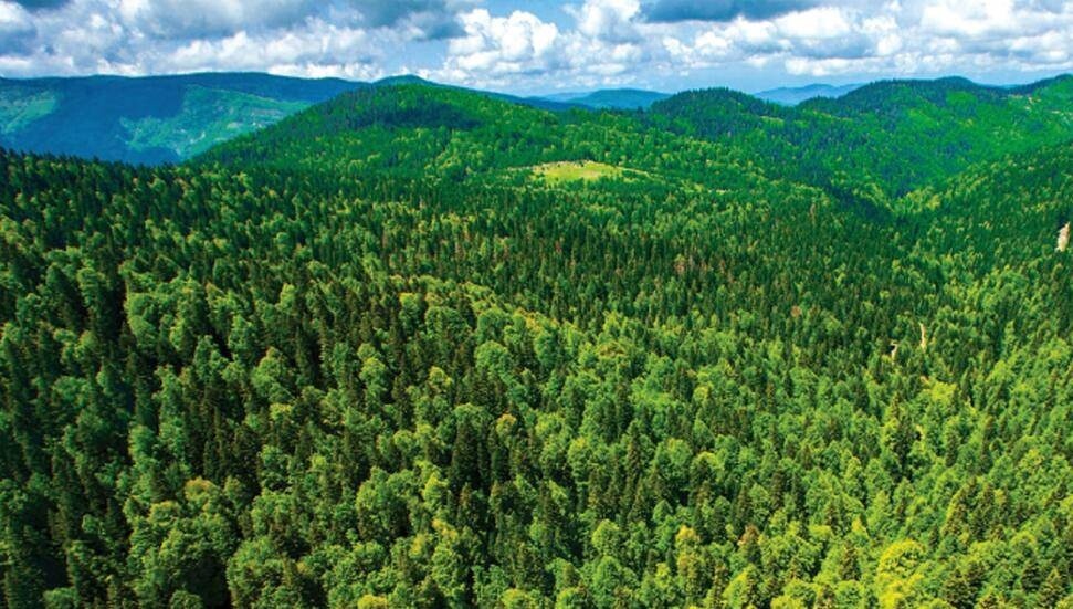 Türkiye'nin en yeşil kentleri