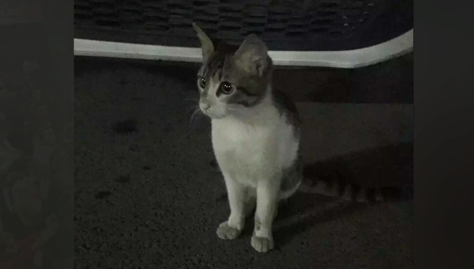 Eros'un katili İbrahim Keloğlan 2 yıl 6 ay hapis cezasına çarptırıldı!