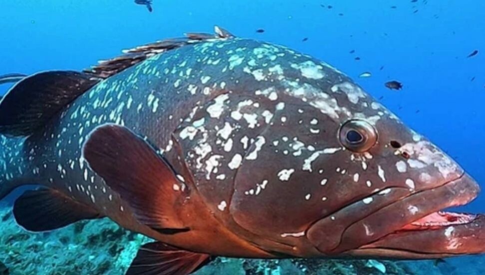 Nesli tehlike altındaki kıkırdaklı balık türleri hedef dışı avcılık kurbanı oluyor