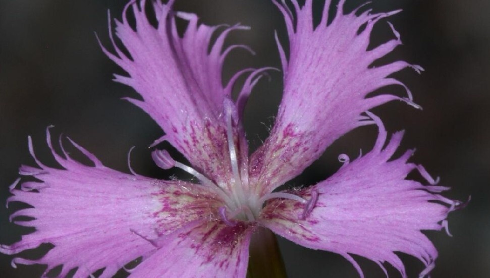 TAE, nesli tükenmekte olan endemik Kıbrıs karanfili ve Medoş lalelerini çoğaltmayı başardı