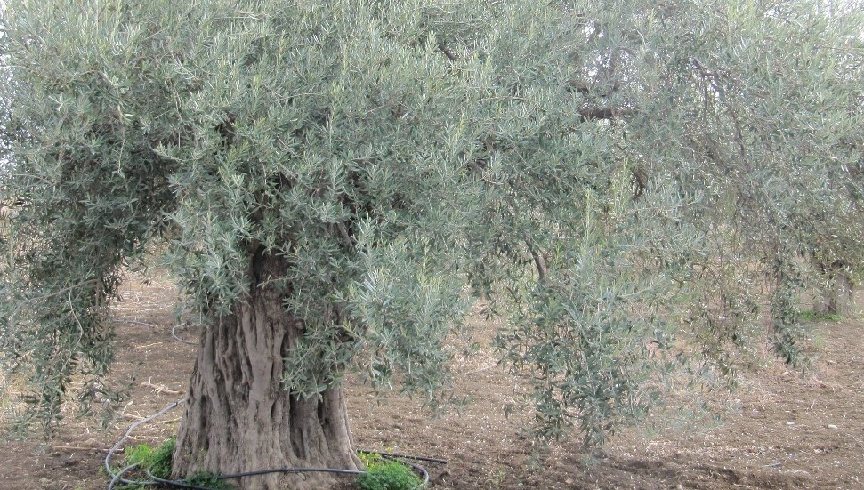 KKTC'de ilk kez bir zeytin türü "Ada Yerlisi" adıyla tescil edildi