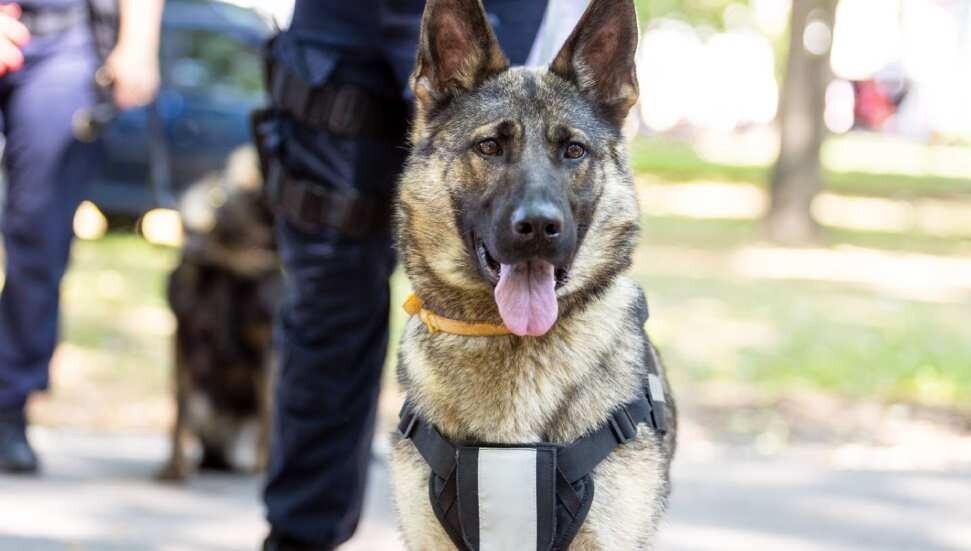Rum polis gücü mensubu K9 köpekleri Paris’teki olimpiyatlarda görev alacaklar