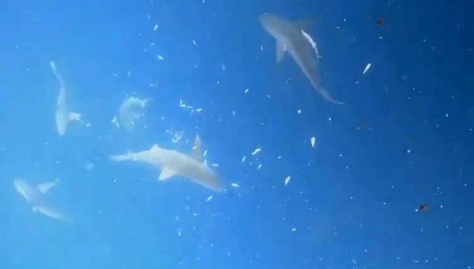 Mavi köpekbalıklarının bukalemun gibi renk değiştirdiği keşfedildi